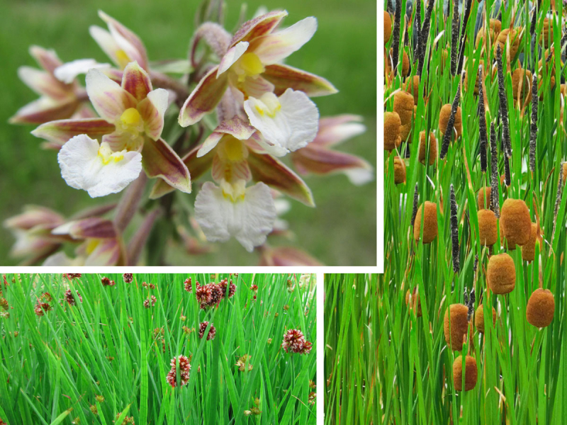 braunes Blütenwunder